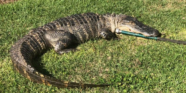 An 8-foot-long alligator was discovered strolling in a Florida neighborhood over the weekend, police said.