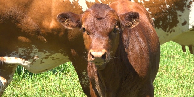The 500-year-old cattle ranching industry is being pushed out by development and booming populations