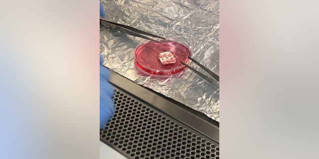 Tissue Chips Research at MIT (International Space Station)