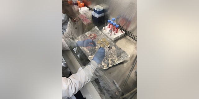 MIT worked to develop a cartilage, bone and synovium (joint tissue) chip. (International Space Station U.S. National Lab)