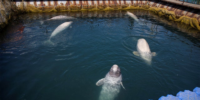 A view shows a facility where nearly 100 whales, including orcas and beluga whales, are held in cages, during a visit of scientists representing explorer and founder of the Ocean Futures Society Jean-Michel Cousteau in a bay near the Sea of Japan port of Nakhodka in Primorsky Region, Russia April 7, 2019. Reuters.