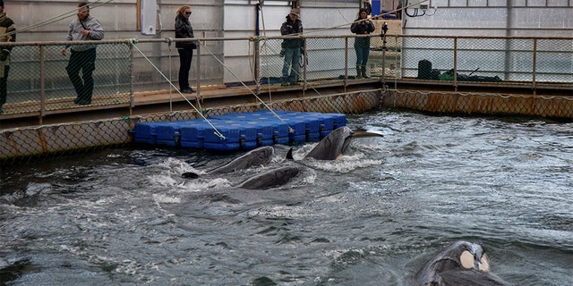 A view shows a facility, nicknamed a "whale prison", where nearly 100 whales including orcas and beluga whales are held in cages, during a visit of scientists representing explorer and founder of the Ocean Futures Society Jean-Michel Cousteau in a bay near the Sea of Japan port of Nakhodka in Primorsky Region, Russia April 7, 2019. Picture taken April 7, 2019. Press Service of Administration of Primorsky Krai/Alexander Safronov/Handout via REUTERS
