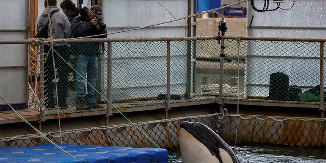 A view shows a facility, where nearly 100 whales including orcas and beluga whales are held in cages, during a visit of scientists representing explorer and founder of the Ocean Futures Society Jean-Michel Cousteau in a bay near the Sea of Japan port of Nakhodka in Primorsky Region, Russia April 7, 2019. Press Service of Administration of Primorsky Krai/Alexander Safronov/Handout via REUTERS 