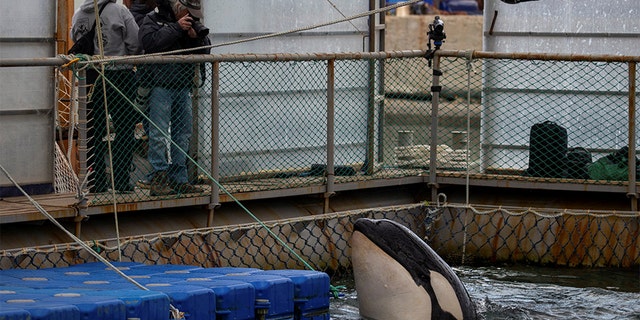 A view shows a facility, where nearly 100 whales including orcas and beluga whales are held in cages, during a visit of scientists representing explorer and founder of the Ocean Futures Society Jean-Michel Cousteau in a bay near the Sea of Japan port of Nakhodka in Primorsky Region, Russia April 7, 2019. Picture taken April 7, 2019. Press Service of Administration of Primorsky Krai/Alexander Safronov/Handout via REUTERS