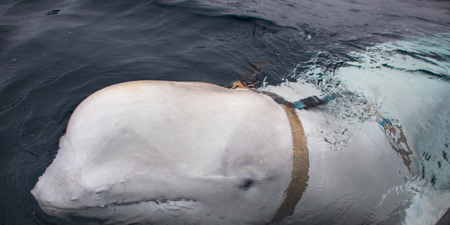A beluga whale is seen as it swims next to a fishing boat before Norwegian fishermen removed the tight harness, swimming off the northern Norwegian coast Friday, April 26, 2019.