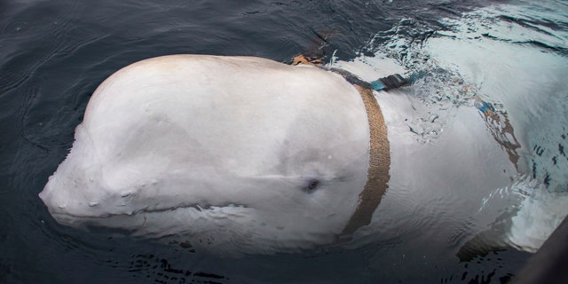 A beluga whale is seen as it swims next to a fishing boat before Norwegian fishermen removed the tight harness, swimming off the northern Norwegian coast Friday, April 26, 2019.