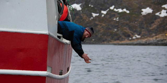 Norwegian fisherman Joar Hesten tries to attract a beluga whale swimming next to his boat before the Norwegian fishermen were able to remove the tight harness, off the northern Norwegian coast Friday, April 26, 2019.