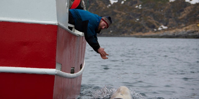 Norwegian fisherman Joar Hesten tries to attract a beluga whale swimming next to his boat before the Norwegian fishermen were able to remove the tight harness, off the northern Norwegian coast Friday, April 26, 2019.