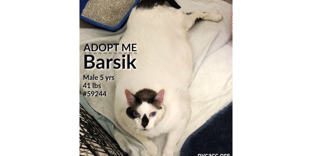Barsik, a 41-pound cat, arrived at Animal Care Centers of NYC Saturday and has been put up for adoption.