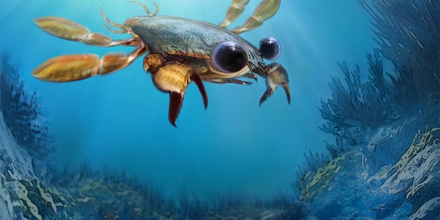 An artistic reconstruction of Callichimaera perplexa: the "strangest crab that has ever lived." (Credit: Oksana Vernygora, UAlberta)