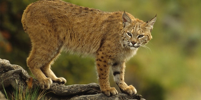 A Connecticut golfer was taken to hospital Thursday after suffering a bobcat attack on the course, officials said.