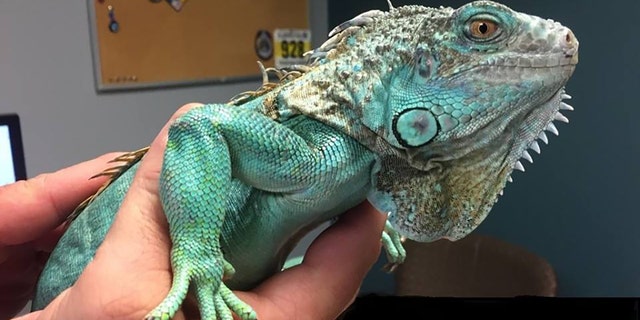 A bright teal iguana with green flecks on its skin was named Copper by police.