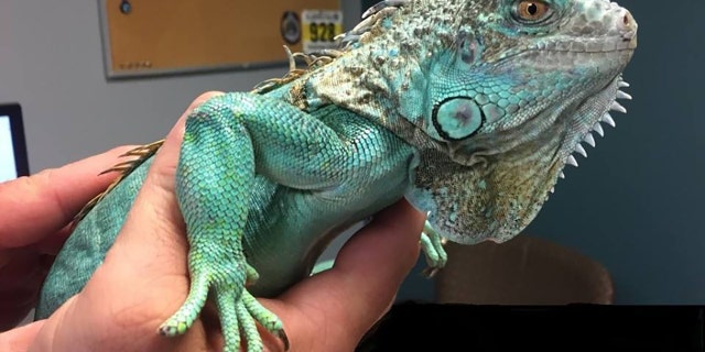 A bright teal iguana with green flecks on its skin was named Copper by police.