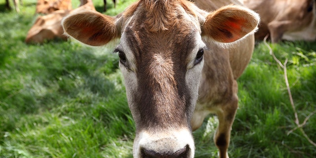 DOSSIER - Bovine tuberculosis mainly affects the respiratory tract of the animal, but can also spread to other parts of the body, according to the MDARD website. (Associated Press)