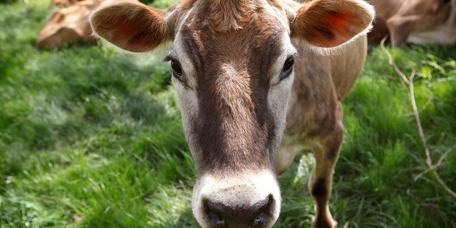 FILE - Bovine TB primarily affects the animal’s respiratory tract, but can also spread to other parts of the body, according to MDARD's website. (Associated Press)