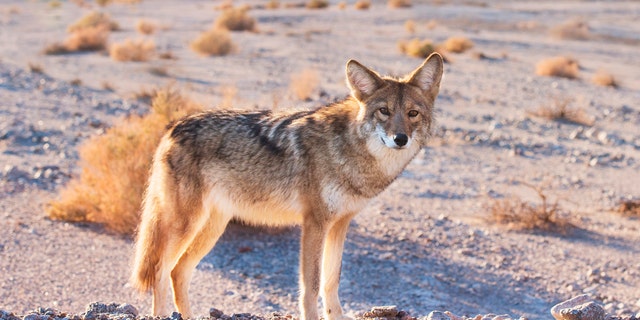 The coyote later tested positive for rabies, officials said.