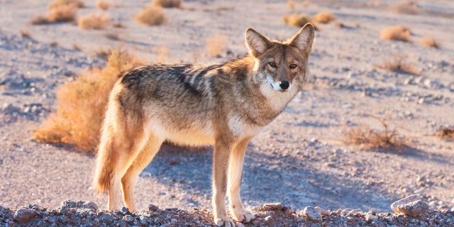 The coyote later tested positive for rabies, officials said.