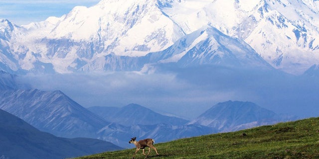 The mauling happened near a town about 30 miles south of Mount Denali, the tallest peak in North America. 