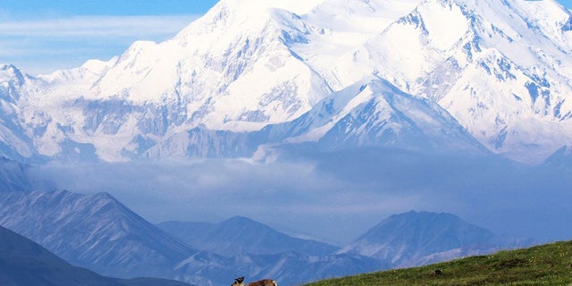 The mauling happened near a town about 30 miles south of Mount Denali, the tallest peak in North America. 