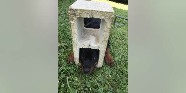 Fifi, the 6-month-old Rottweiler, was reportedly “sniffing around her residence” in the Hastings area in St. Johns County when she became stuck in one of the cinder block holes.