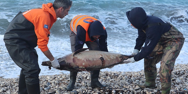 Archipelagos Institute of Marine Conservation members carry a dead dolphin at a beach on Greece's Samos island in February.