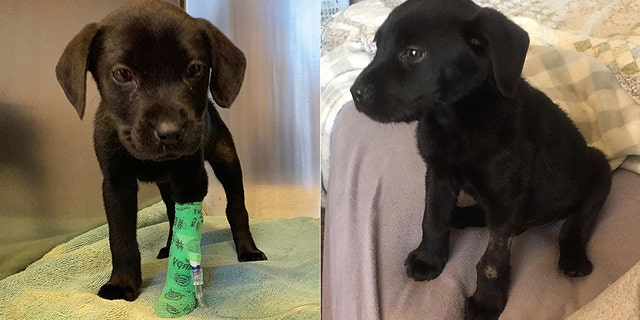 Upon examination at the hospital for seizures and weight loss, vets also learned that the dog had been born deaf, and was possibly also visually impaired, WABI 5 reports.