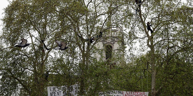 Protesters are seen in the trees during a climate protest in Parliament Square, in London, on Tuesday. (AP)