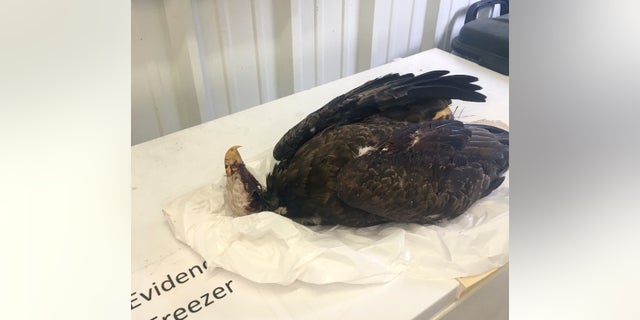 Authorities are trying to find whomever is responsible for the deadly shooting of a “mature” bald eagle in Arkansas last month, officials said Friday. (Arkansas Game and Fish Commission via AP)