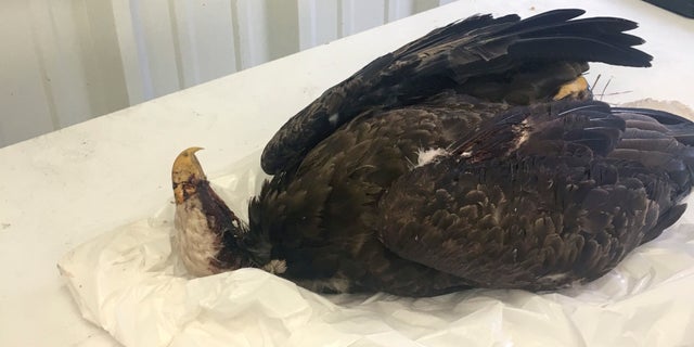 Authorities are trying to find whomever is responsible for the deadly shooting of a “mature” bald eagle in Arkansas last month, officials said Friday. (Arkansas Game and Fish Commission via AP)
