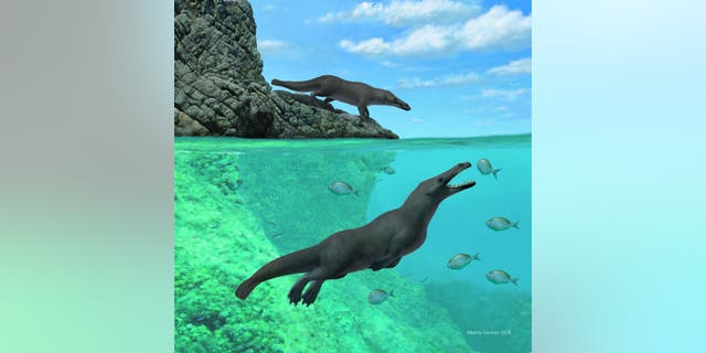 This illustration shows an artistic reconstruction of two individuals of Peregocetus, one standing along the rocky shore of nowadays Peru and the other preying upon sparid fish. The presence of a tail fluke remains hypothetical. Credit: A. Gennari