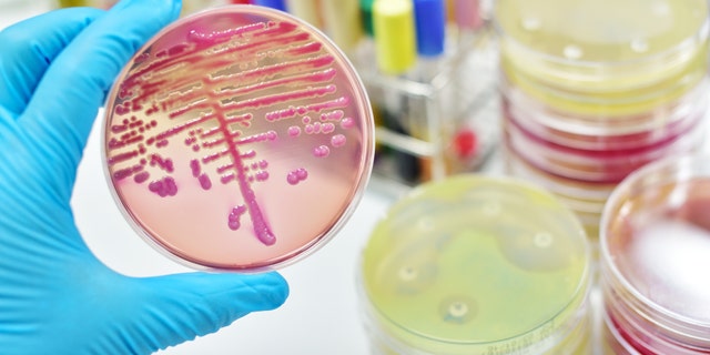 The fungus, called Candida auris, is a yeast that normally lives harmlessly on the skin and mucous membranes.