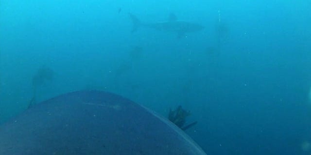 One of the great white sharks in the experiment saw another great white shark, and the video camera captured the encounter.