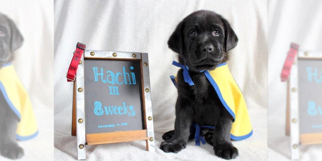 Hachi is the sixth dog Kristin Buchheit has raised for those with disabilities.
