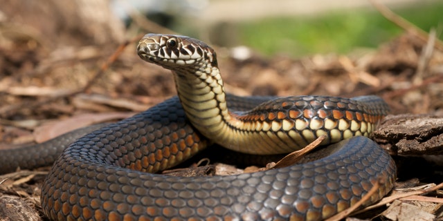 “ATTENTION - there will be no snakes at this Friday's Anti Prom at the library. There was a typo in a local paper that said we will have snakes. We will have snacks. Snacks is what we will have,” the message read.