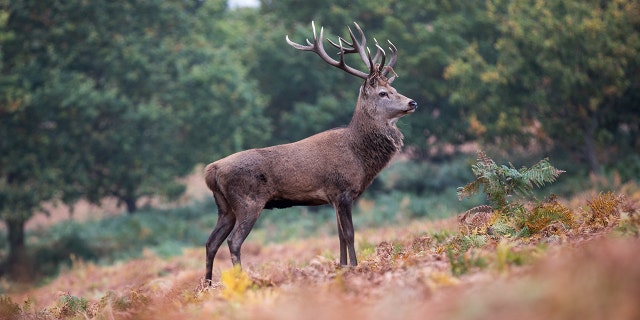 A man was killed and a woman was critically injured after they were attacked by their pet deer in Australia on Wednesday.