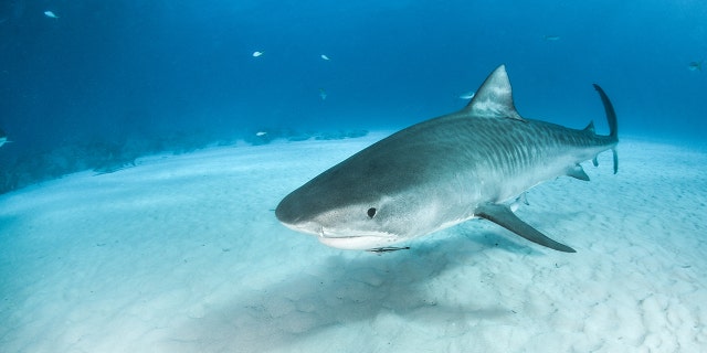 According to a new study, juvenile tiger sharks feed on songbirds such as sparrows, woodpeckers and pigeons. Of the 105 young tiger sharks studied by scientists, 41 had leftover birds in the stomach. (Stock Image)