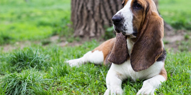 A man writing on Reddit did not appreciate when some young dogs rushed at his infant son during a park picnic. The man, however, didn't earn much sympathy on Reddit, given his reaction. "Guy sounds a little irrational and immature," said one commenter about the post.
