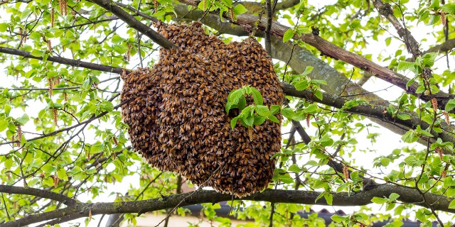 Drone of bees