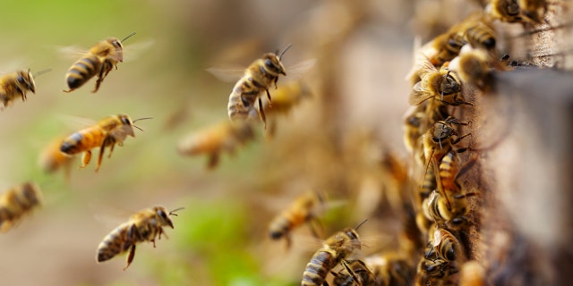 A man was killed after being attacked by a swarm of bees in Arizona on Sunday, according to police.