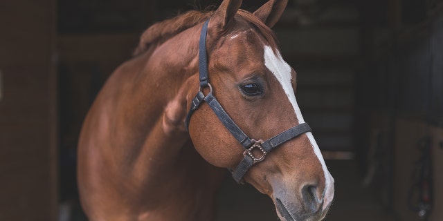 One couple, Ryan and Kameko, shared their story of wanting a family home in Montana with a barn and horses on "American Dream Home." 