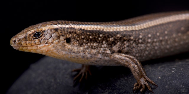 western three-toed skink, Chalcides striatus. (Credit: iStock)