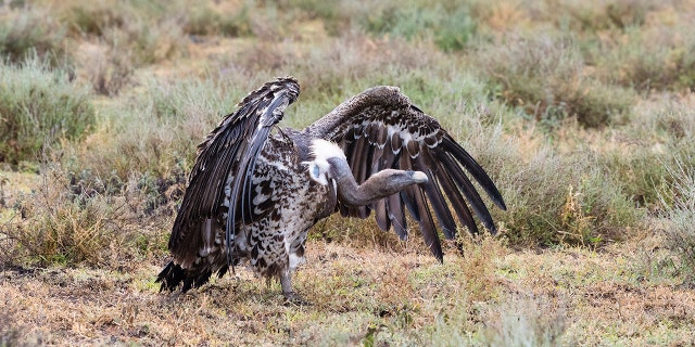 A vulture came out of a ditch and hit Brandon Husband in the head while Husband and his wife were riding a motorcycle on a rural road in Kansas on Saturday. The couple both died from the crash. (iStock)