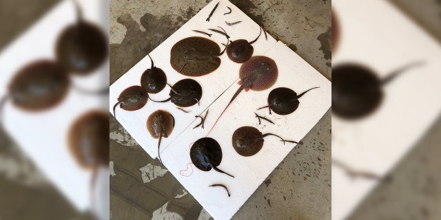 A Kansas man has been charged for shipping two types of live invasive species of fish to Dallas-Fort Worth International Airport.