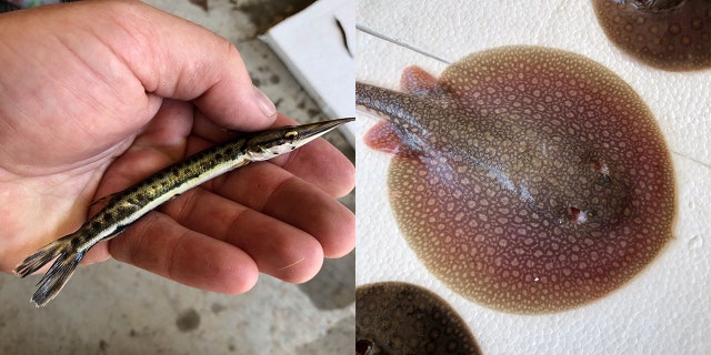 The Texas Game Warden tweeted that the unidentified suspect told them he planned to drive the fish back to Kansas from Texas.