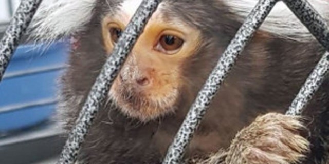 A monkey in a cage was discovered during a police raid in Dublin on Friday, according to police.