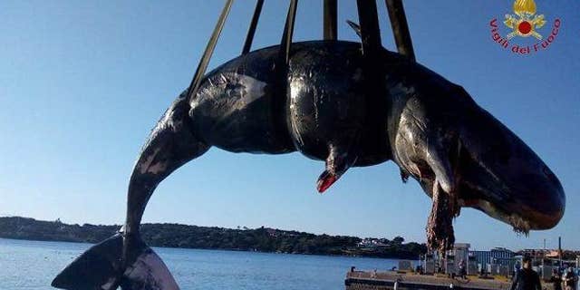 This sperm whale was found dead in Porto Cervo in Sardinia with a fetus and almost 50 pounds of plastic inside its body.