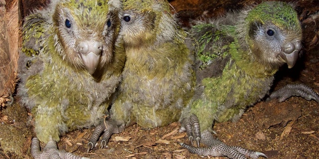 Of the more than 200 hundred eggs laid by the kakapo females, 75 of them are predicted to live, Andrew Digby, who serves as a science advisor to New Zealand's kakapo recovery operation, told AFP on Thursday.