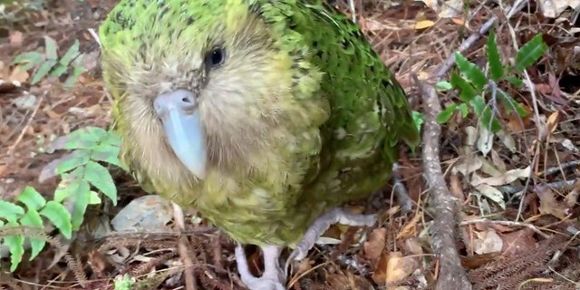 The kakapo, a rare parrot that resides in New Zealand, has reportedly had quite a few babies as of late, marking an impressive mating season.