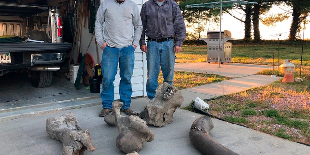 This April 15, 2019 photo shows Joe Schepman, right, and his son, Brad, standing with the remains of a mastodon found on their property in Seymour, Ind. Atlas Excavating recently discovered the remains of a mastodon on property owned by Schepman. The remains include the majority of a tusk, part of a jawbone with teeth, two upper leg bones, a vertebrae, a joint and part of the skull. The tusk was split into two pieces and together made up about a third of the tusk. (Jordan Richart/The Tribune via AP)