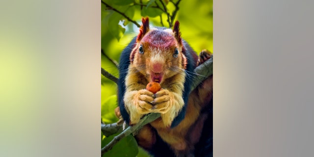 The stunning rodents, which are also known as the Indian giant squirrel, are double the size of the eastern grey squirrel, with bodies measuring 36 inches from head to tail. (Credit: SWNS)
